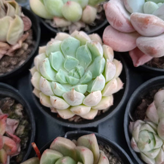 พร้อมส่ง กุหลาบหิน HYBRID ไม้อวบน้ำ ไฮบริด สายพันธุ์ใหม่ๆ กระถาง 5 cm succulent echeveria haworthia lithop Cactus