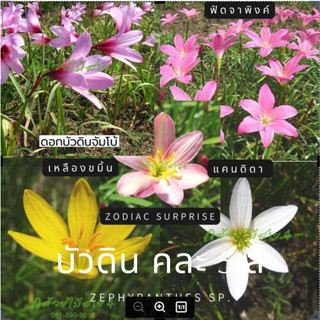 บัวดิน คละ5สี หลากหลายสายพันธุ์ 30 หัว