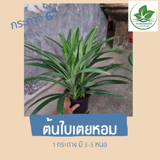 ใบเตยหอม ต้นเตย ใบเตย  🌳กระถาง6”🌳1กระถางมี3-5หน่อ