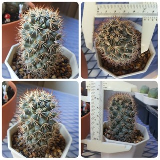 แมมชูแมน แคคตัส Mammillaria schumannii ชูแมนนิอาย ไม้เมล็ด