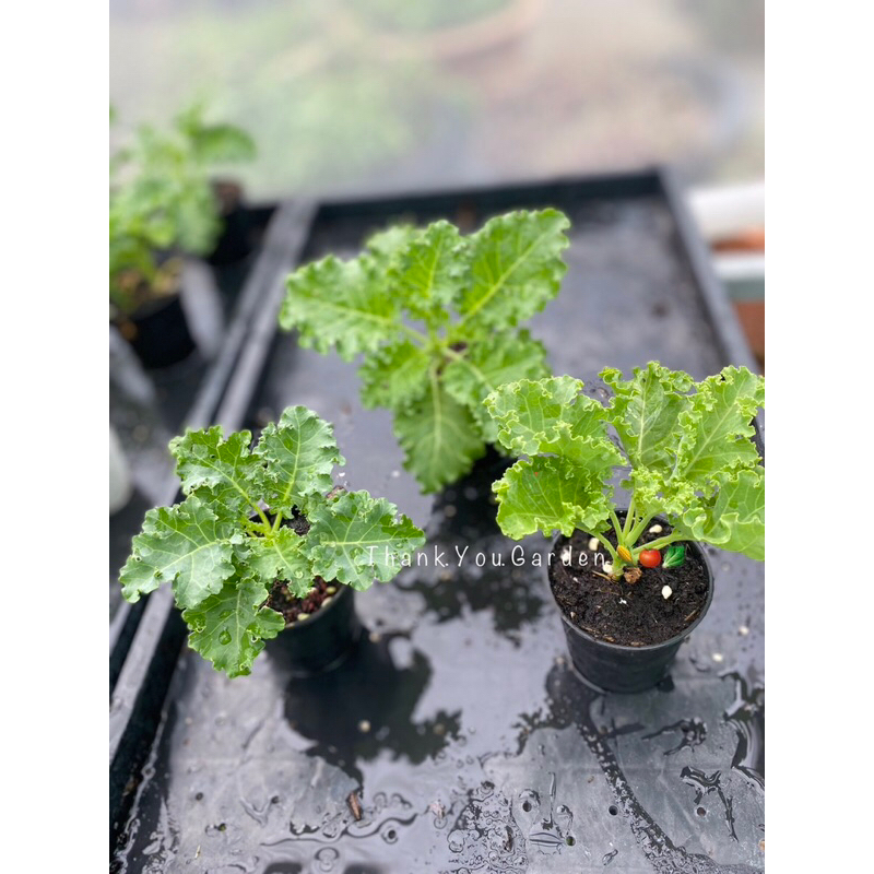 ซื้อ10 แถม +4กระถาง ต้นกล้าเคล ใบหยิก อายุ45วัน กระถาง2 นิ้ว Kale Baby Plant 2inch pot (45 Days) Buy 10 get 6 Free