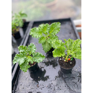 ซื้อ10 แถม +6กระถาง 💥ต้นกล้าเคล ใบหยิก อายุ45วัน กระถาง2 นิ้ว 🪴 Kale Baby Plant 2inch pot (45 Days) 💥Buy 10 get 6 Free