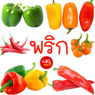 พริก📌10แถม1📌พริกทุกสายพันธุ์🎯ถูกที่สุด 10บ.🎯เมล็ดพันธุ์พริก3-50 เมล็ด🌿 ปลูกง่าย🌱โตไว🌱ผลดก
