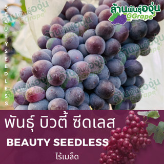 กิ่งพันธุ์องุ่น บิวตี้ ซีดเลส (Beauty Seedless) ไร้เมล็ด