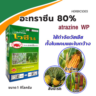 ไวซีน อะทราซีน 80% WP สูตรพิเศษ กำจัดวัชพืช ใบแคบและใบกว้าง ในอ้อย ข้าวโพด สับปะรด คุมได้นาน