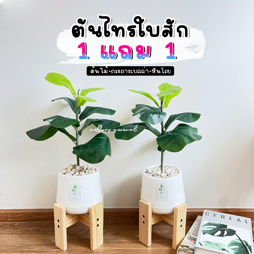 ต้นไทรใบสัก 1แถม1 ต้นไม้ปลอม  ใครไม่มีเวลาดูแล ต้องโดนตกนะจ๊ะ🌱  (ฟรีหินโรย)