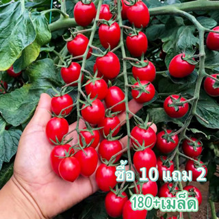 180 เมล็ด เมล็ดพันธุ์มะเขือเทศส้มตำ (สีดา)หวาน คุณภาพดี ของแท้ 100%[10 เเถม 2คละได้]