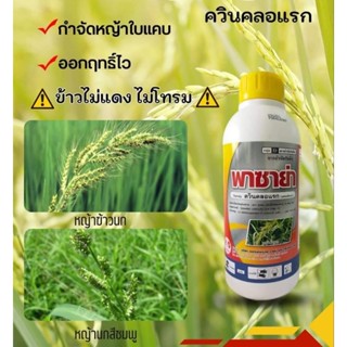 ควินคลอแรก 25% พาซาย่า 500ml กำจัดวัชในนาข้าว หญ้าข้าวนก หญ้าใบแคบ