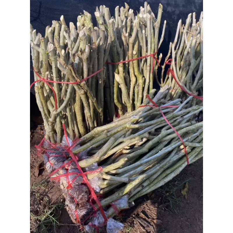 กิ่งชะอมพันธุ์หนามน้อยหนามสั้นพร้อมปลูก🔥1️⃣ ชุด 1️⃣0️⃣ กิ่ง  🌱รับประกันรากเต็มทุกกิ่งราคาส่งจากสวนโดยตรง🚛