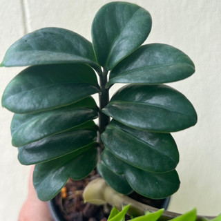 กวักมรกตแคระ พันธุ์ฮอลแลนด์ Zamioculcas Zamifolia Dwarf (Holland) กวักเขียวใบแคระ  ส่งทั้งกระถาง 3.5 นิ้ว กระถางขาว