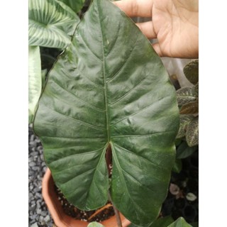 อโลคาเซีย ยูคาตัน ปริ๊นเซส หรือ Alocasia Yucatan Princess