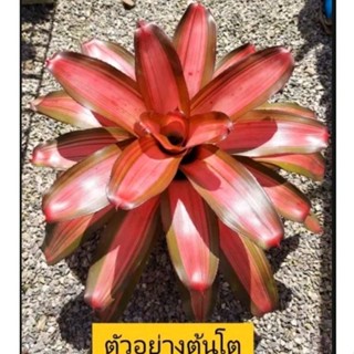 สับปะรดสี Neoregelia Imperfecta จำนวน 1 ต้น จัดส่งแบบถอดกระถาง ต้นไม้สวยงาม ฟอกอากาศ ต้นไม้มงคล