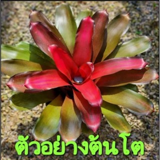 สับปะรดสี Neoregelia Cranberry จำนวน 1 ต้น จัดส่งแบบถอดกระถาง ต้นไม้สวยงาม ฟอกอากาศ ต้นไม้มงคล