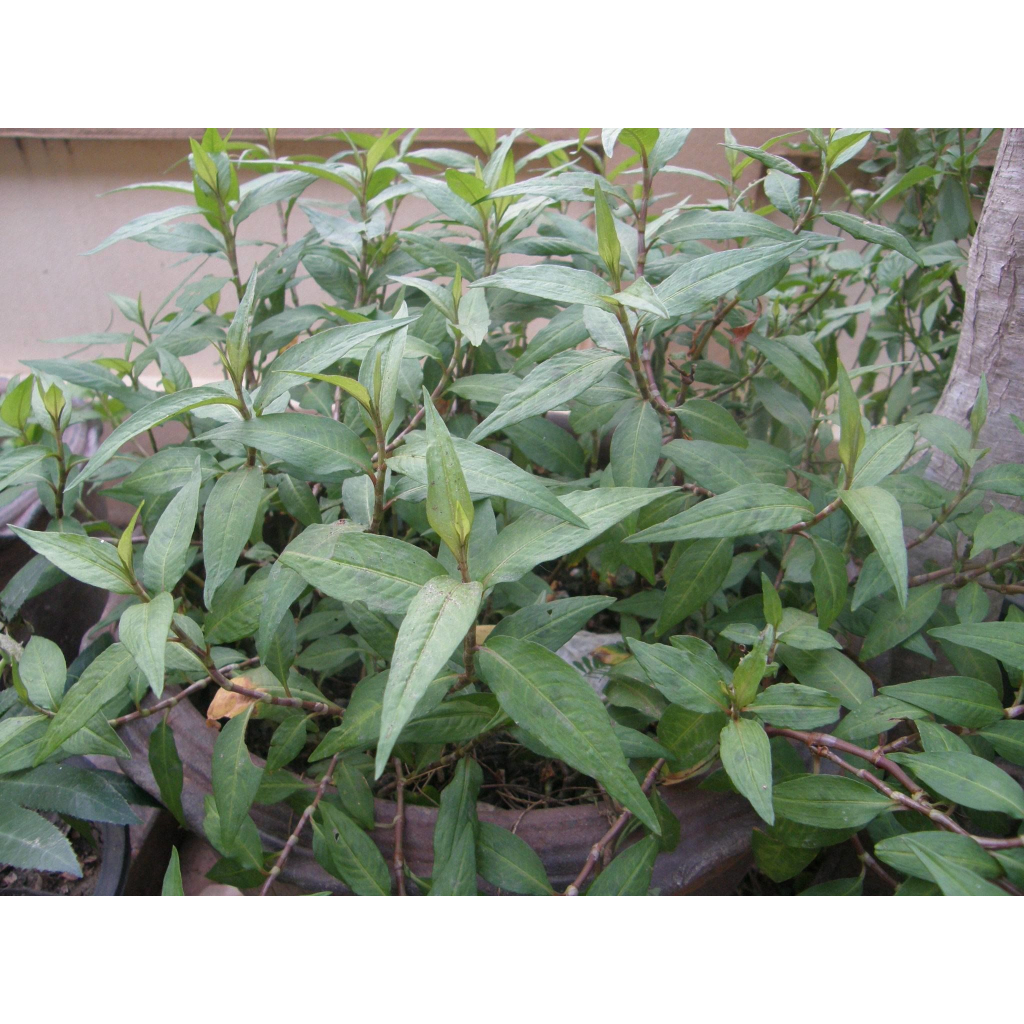 ผักไผ่ ผักแพว ต้นกล้าต้นละ 12 บาท  พร้อมปลูก ซื้อ 10แถม 2ต้น