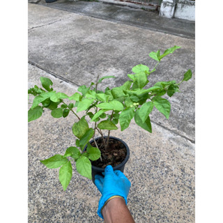 ต้นมะลิลา กระถางดำ Patsorntree