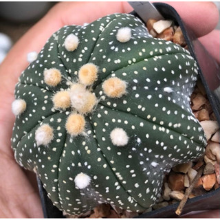 สุดจัดในย่านนี้⭐️⭐️⭐️ปลาดาวฟอร์มยักษ์เลยน้า ไปลุ้นฮานะต่อได้ฮะ STARFISH🏝😳🌟⭐️Astrophytum asterias "HANAZONO X Starfish”