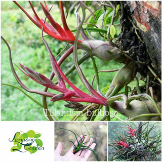 👑ต้นสับปะรดสี Tillandsia bulbosaส่งแบบถอดกระถาง ไม้กระถาง ไม้ใบ 👑