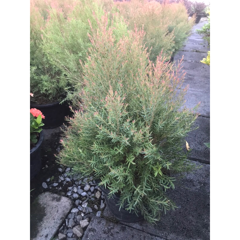 ต้นสนหอม ฟอร์มสวย กระถาง 11” สูง 30-50 cm