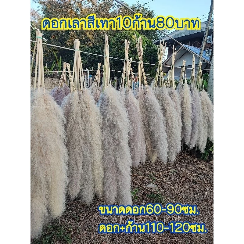 ดอกเลาสีเทา10ก้าน70บาท.15กิ่ง99บาท ขนาดดอก70-90ซม.(ก้าน+ดอก110-120ซม)ฟรีกล่องพัสดุทุกออเดอร์