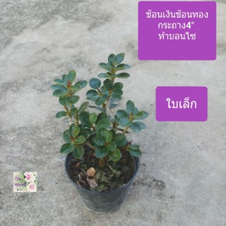 ต้นชัอนเงินช้อนทอง ใบเล็ก ทำบอนไซได้ Ficus annulata for bonsai  กระถาง 4 "เป็นไม้พุ่ม เป็นไม้มงคล