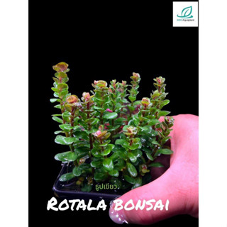 Rotala bonsai หรือก้านธูปเขียว ใบน้ำ