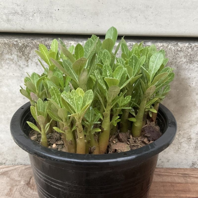 ชวนชมจิ๋ว⚠️ต้นชวนชม ไม้อวบน้ำ ลิ้นมังกร ลิ้นมังกรเขียว🌱ราคาถูก ชวนชม