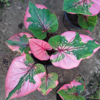 ชมพูทวีป บอนสี Caladium