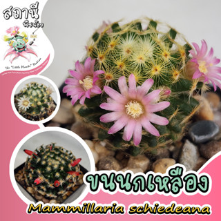 แมมขนนกเหลือง ไม้เมล็ด Mammillaria schiedeana กระบองเพชร ไม้อวบน้ำ succulent แคคตัส cactus