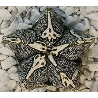 Astrophytum myriostigma hakujo 30เมล็ด 89