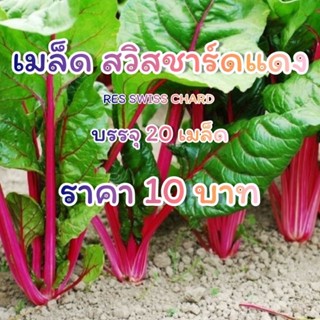 เมล็ดพันธุ์ สวิสชาร์ดแดง red swiss chard