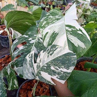 ❤️ (5/9/66) Monstera Albo Holland 🌱 มอนเตอร่าอัลโบ้ ฮอนแลนด์ เลือกต้นได้ ด่างสวย 🌱 ไม้ด่าง ไม้ฟอกอากาศ 🌱 [MAH]