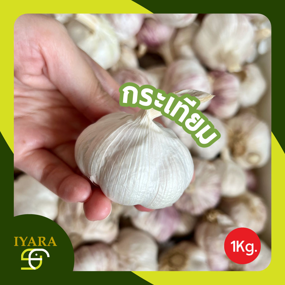 [1kg] กระเทียม กระเทียมจีน หัว4-5.5cm สวย สะอาด คัดคุณภาพ [1kg]