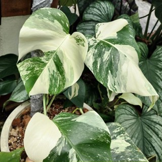 มอนสเตอร่าอัลโบ้ด่าง Monstera Albo ไม้ด่าง ไม้ใบ ไม้ฟอกกาศ