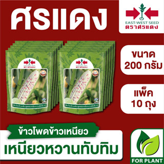 ขายส่ง เมล็ดพันธุ์ ศรแดง BIG ข้าวโพดข้าวเหนียว เหนียวหวานทับทิม ขนาด 200 กรัม (บรรจุ 200 กรัม x 10 ถุง)