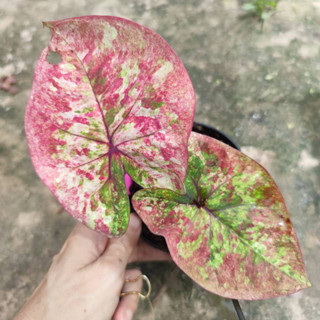 แก้วมังกร บอนสี Caladium