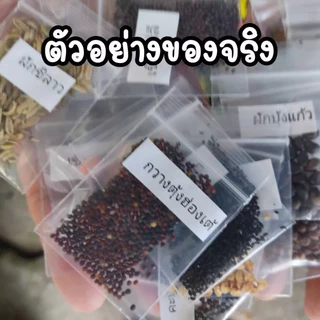 เมล็ดกระเจี๊ยบเขียว เมล็ดผัก เมล็ดพันธุ์ผัก ผักสวนครัว กระเจี๊ยบเขียว 10แถม1คละได้