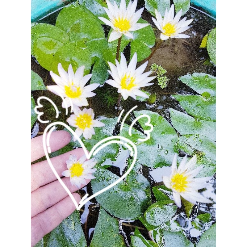 💖บัวจิ๋วจิ๋ว💖จิ๋วจริงมุ้งมิ้งๆ💖ดอกดกม๊ากๆ💓.💟💕อัศจรรย์พันธ์ไม้💕