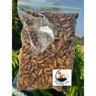 หนอนไหมอบแห้ง 500-1000 กรัม/g. Dried Silkworm Pupae