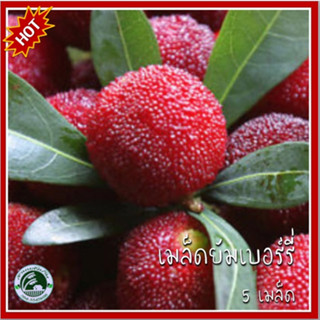 5 เมล็ด ยัมเบอร์รี่ (Yumberry) หยางเหมย เรดเบย์เบอร์รี่ (Red Bayberry)  แว๊กซ์ เบอร์รี่ (Waxberry)  เอี่ยบ๊วย ยัมเบอรี่