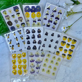 【พร้อมส่ง】ดอกแพนซี่ แพนซี่ทับ  ดอกไม้จริงทับแห้ง ดอกไม้ทับแห้ง Pressed Flowers💐