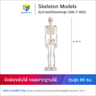 หุ่นจำลองโครงกระดูกมนุษย์ 85 ซม. (SKLT-1302)