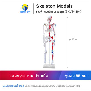 หุ่นจำลองโครงกระดูก แสดงจุดเกาะกล้ามเนื้อ 85 ซม. (SKLT-1304)