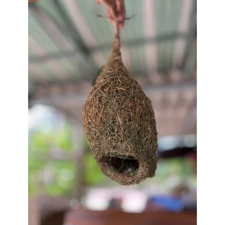 รังนกกระจาบ รังนกธรรมชาติ