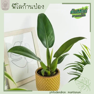 ฟิโลก้านป่อง/philodendron martianum/ไม้หายาก