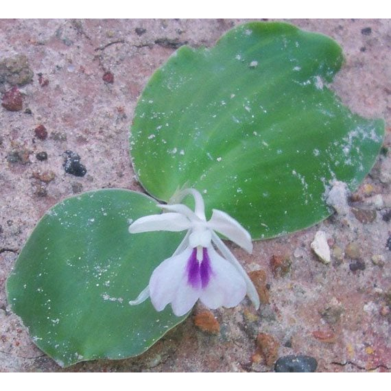 ต้นพันธุ์เปราะหอม ว่านเสน่ห์จันทร์หอม   หอมเปราะ  ว่านหอม ว่านแผ่นดินเย็น ว่านตีนดิน  เปราะ  ว่านนกยูง  ถุงดำ 39บาท - รูปที่ 5