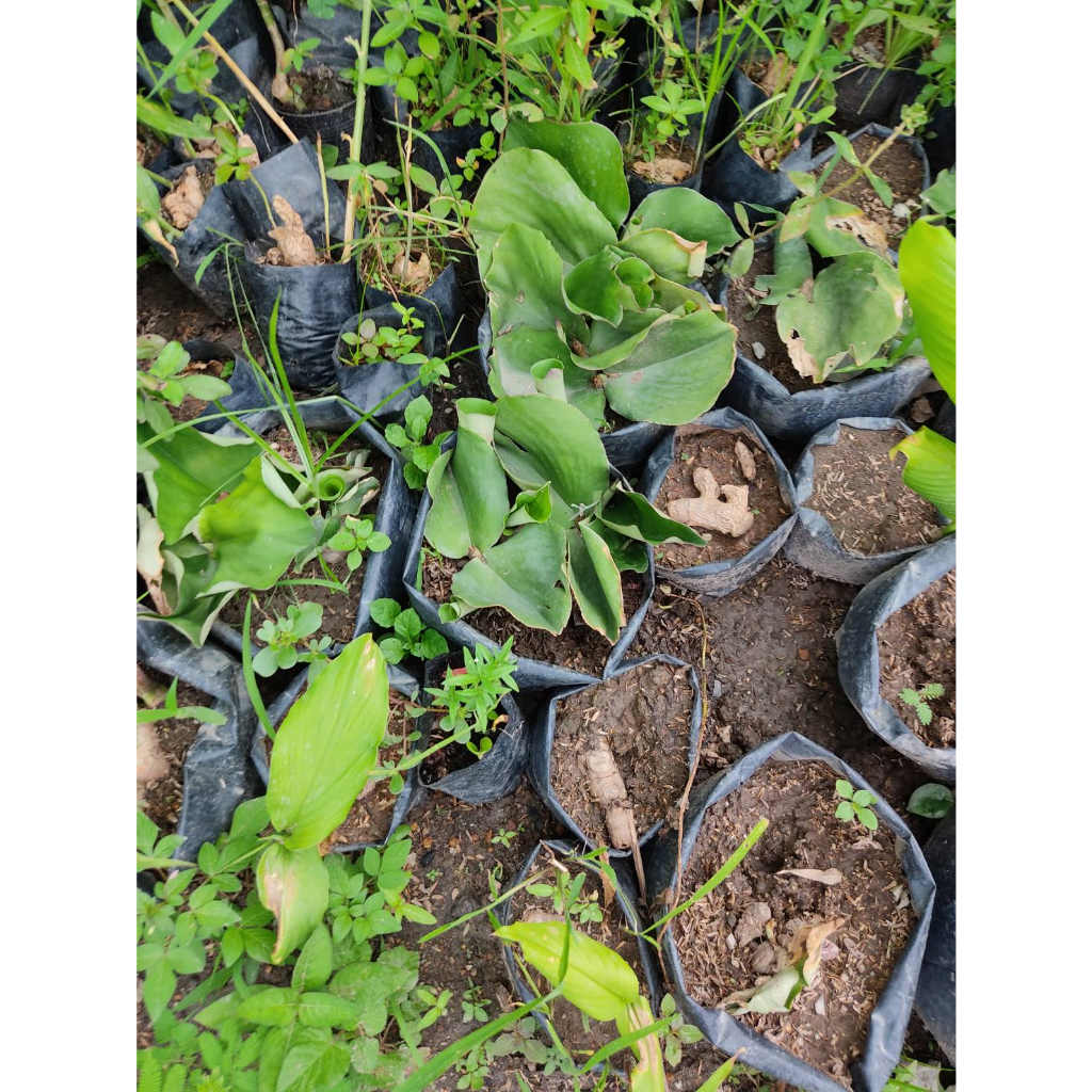 ต้นพันธุ์เปราะหอม ว่านเสน่ห์จันทร์หอม   หอมเปราะ  ว่านหอม ว่านแผ่นดินเย็น ว่านตีนดิน  เปราะ  ว่านนกยูง  ถุงดำ 39บาท - รูปที่ 6