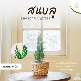 Treeno.9 T69 สนบลู (Lawson’s Cypress) กระถาง 6 นิ้ว / สูง 40-60 ซม. / ไม้ประดับมินิมอล บอนไซดัด ไม้มงคล (ต้นไม้)