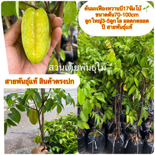 ต้นมะเฟืองหวานบี17จัมโบ้ 🌱ขนาดต้น70-100cm ลูกใหญ่3-5ลูกโล ผลดกตลอดปี สายพันธุ์เเท้