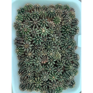 ยิมโนคาไลเซียม ซื้อ 2 แถม1 เขียวล้วนคละหน้า 100 ต้น บวกๆ gymnocalycium แคคตัส ต้นไม้ สวน ไม้จิ๋ว ไม้จัดสวน