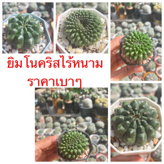 ยิมโนคริสไร้หนาม เลือกต้นได้ ราคาเบาๆ ส่งถอดกระถาง🌵🌵